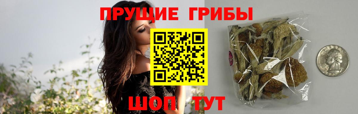 Кириши  Галлюциногенные грибы Psilocybe  Вход с VPN  Псилоцибиновые грибы Psilocybine cubensis 